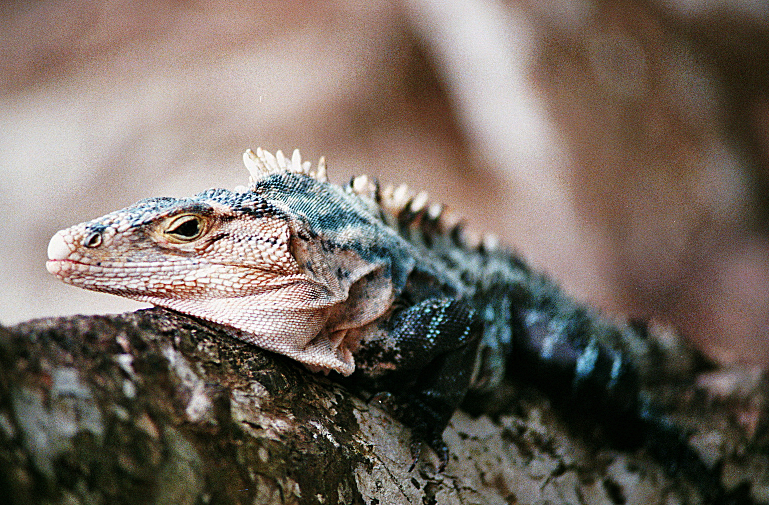 JungerLeguan2