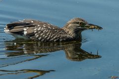 Jungernachtreiher auf der Jagd