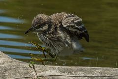 Jungernachtreiher im sprung