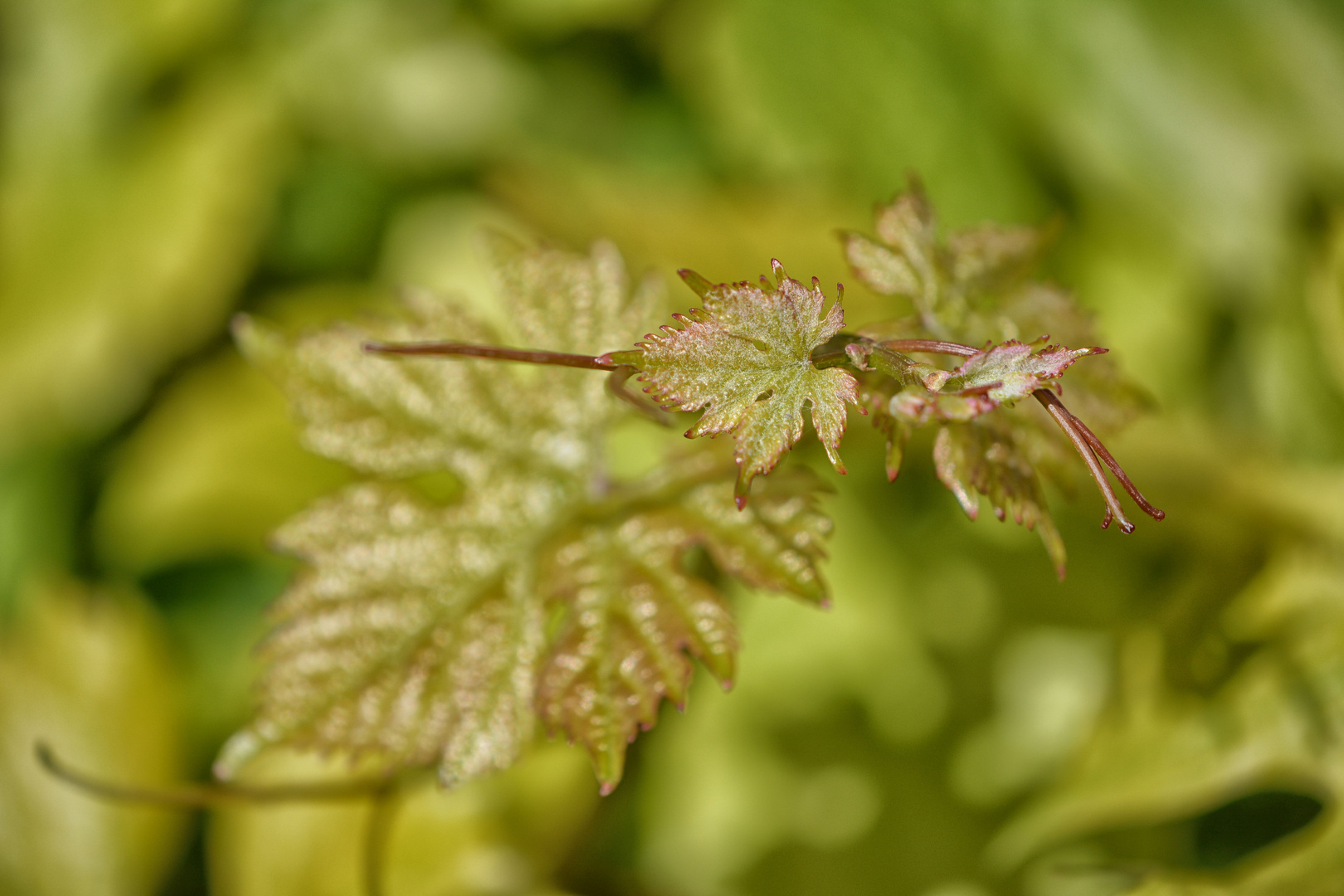 Junger.Wein