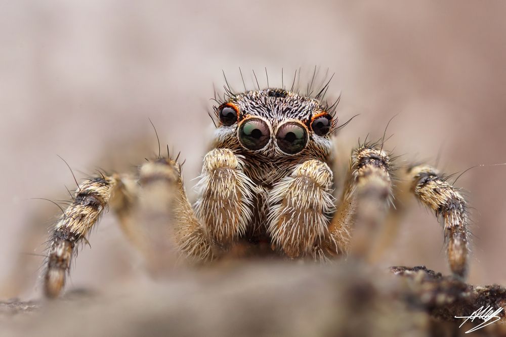 Junges Aelurillus v-insignitus Männchen