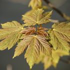 junges Ahornblatt im Frühling