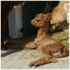 junges Alpaca