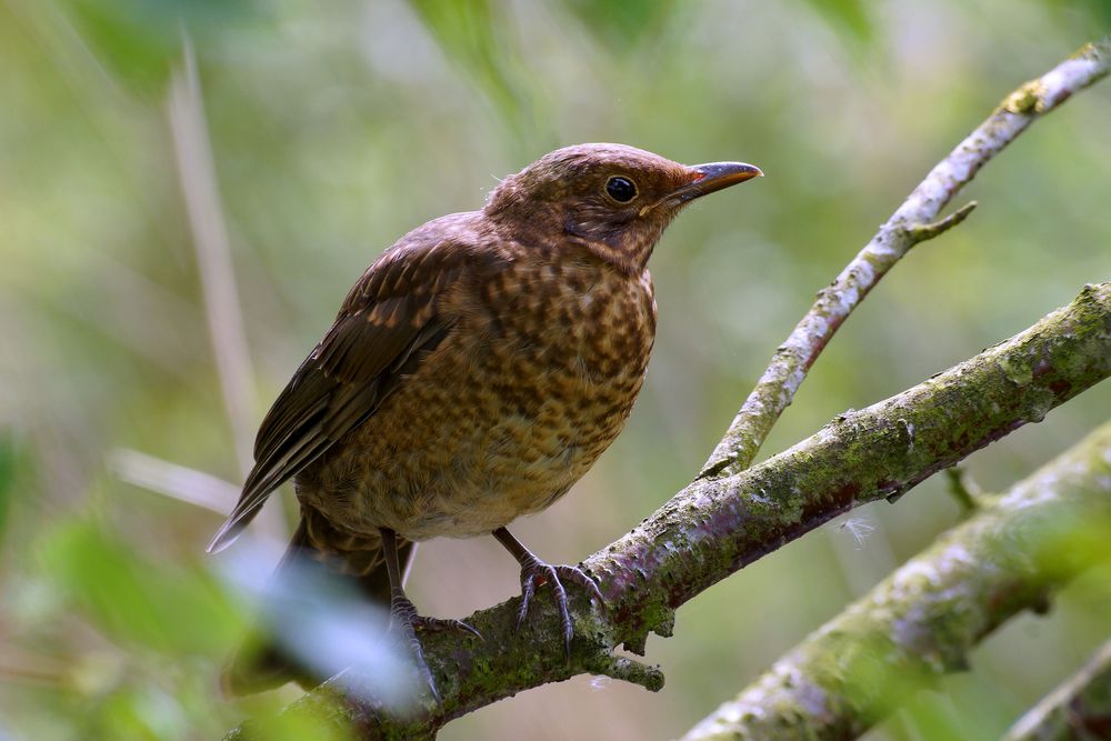 junges amsel weibchen