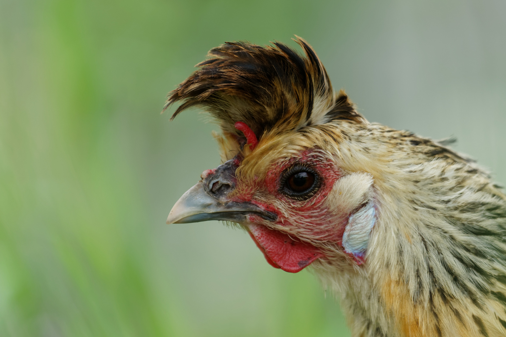 Junges Appenzeller Spitzhaubenhuhn gold-schwarzgetupft