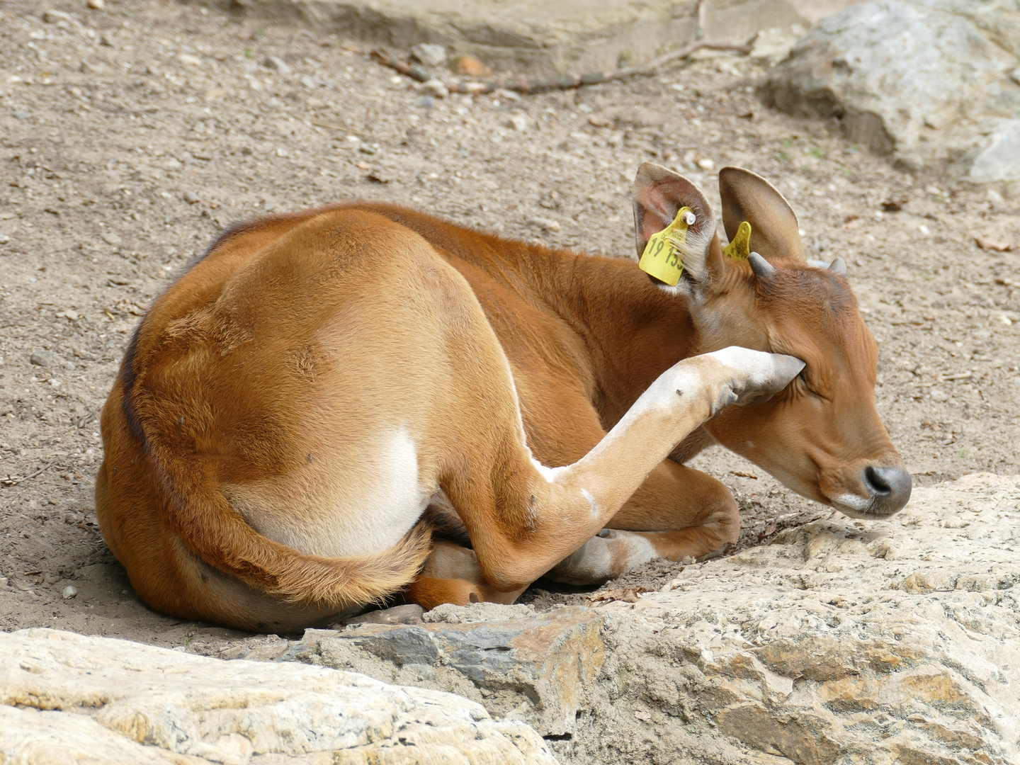 Junges Banteng im Kölner Zoo