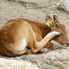 Junges Banteng im Kölner Zoo