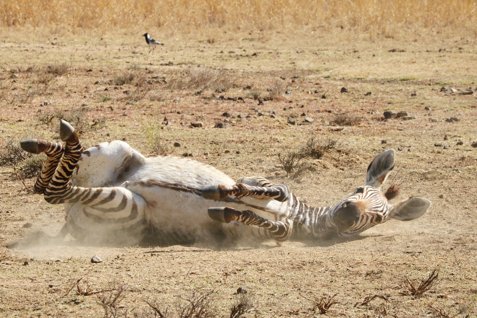 Junges Bergzebra badet im Sand 