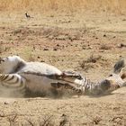 Junges Bergzebra badet im Sand 