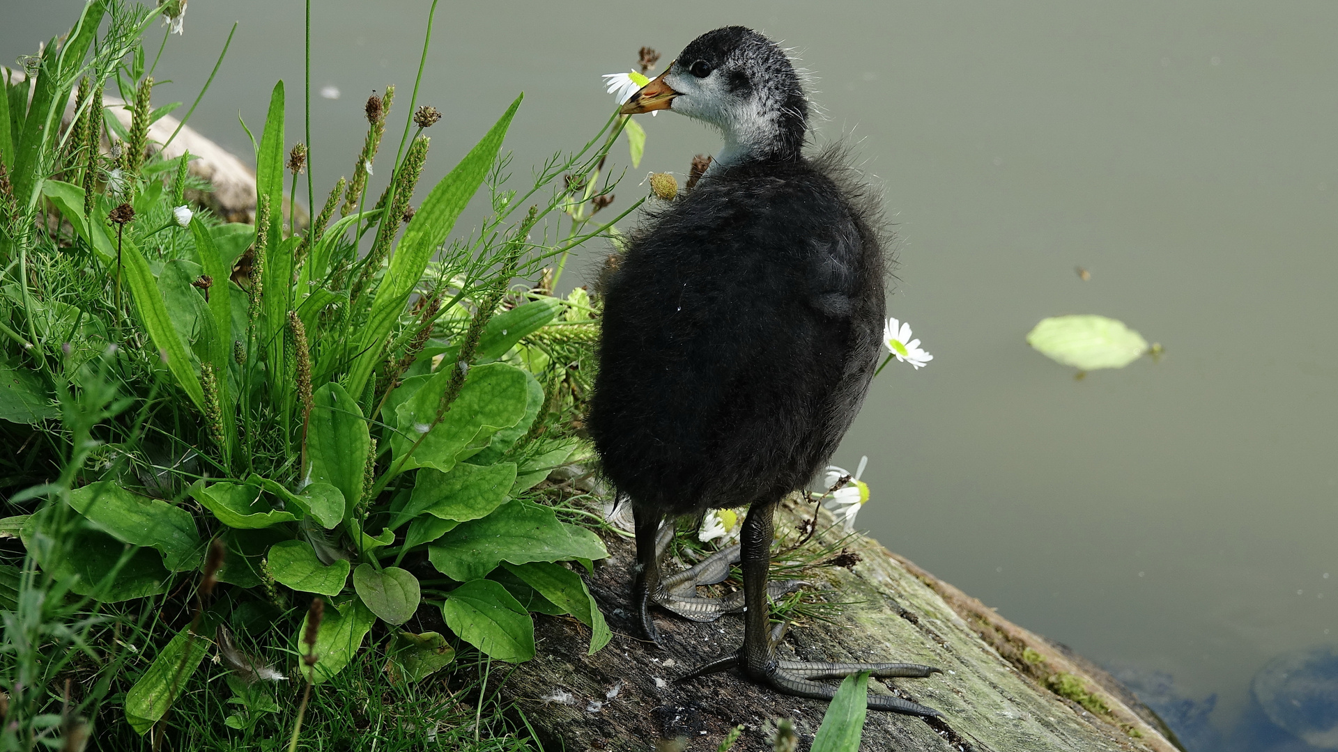 Junges Blässhuhn (Fulica atra)