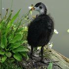 Junges Blässhuhn (Fulica atra)