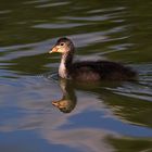 junges Blässhuhn mit Wasserspiegelung