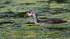 "Junges Blässhuhn" + Statist