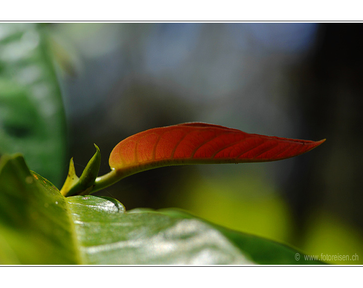 Junges Blatt