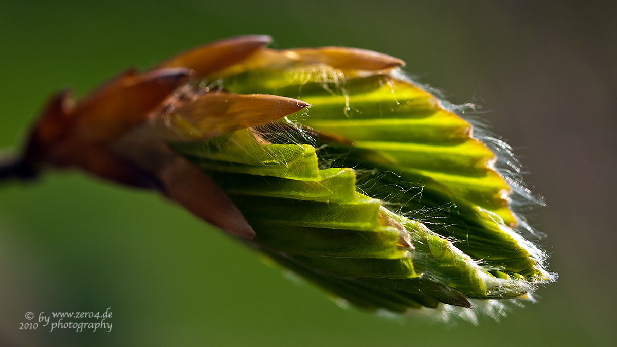 junges Blatt