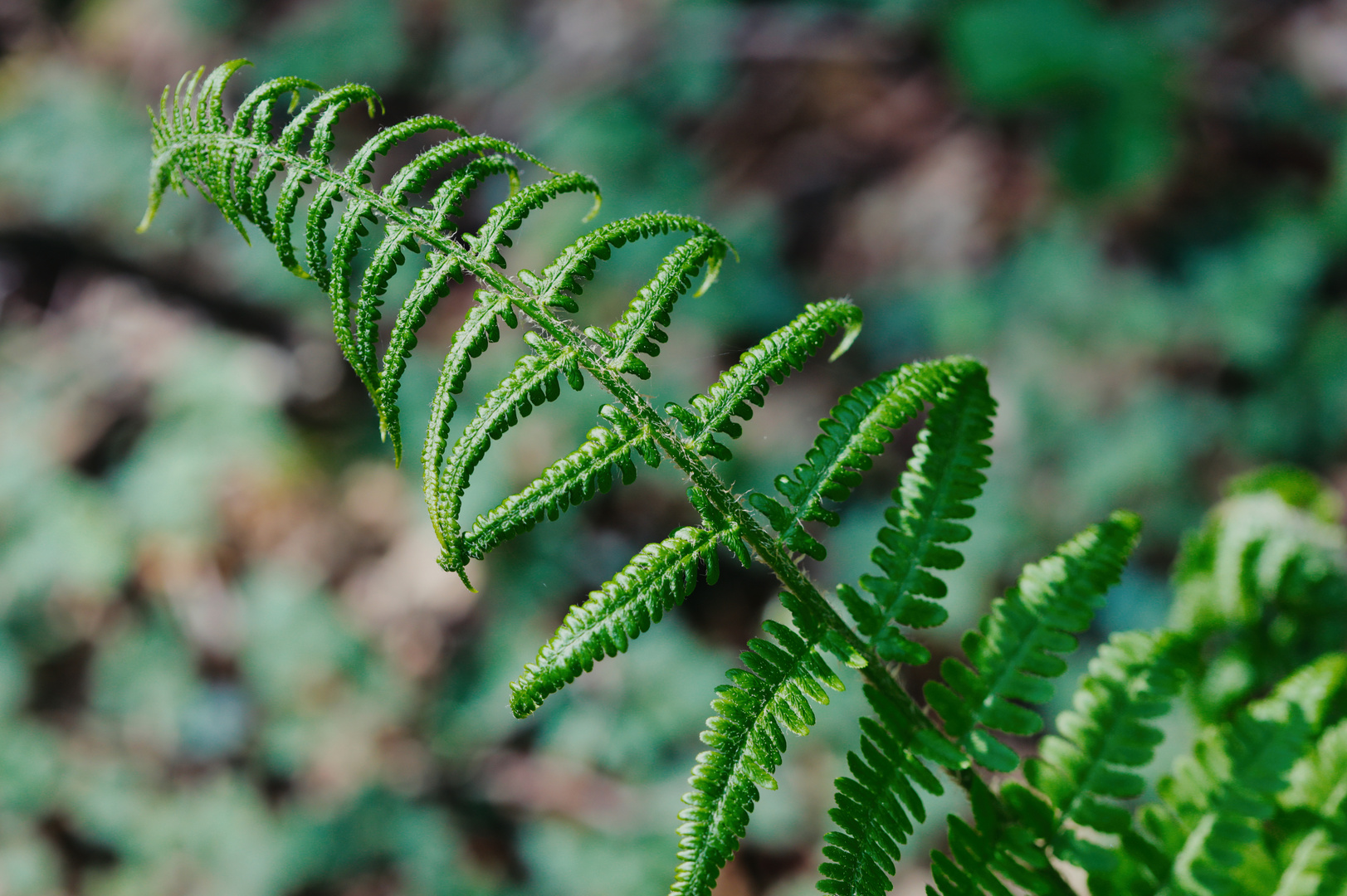 Junges Blatt des Adlerfarns