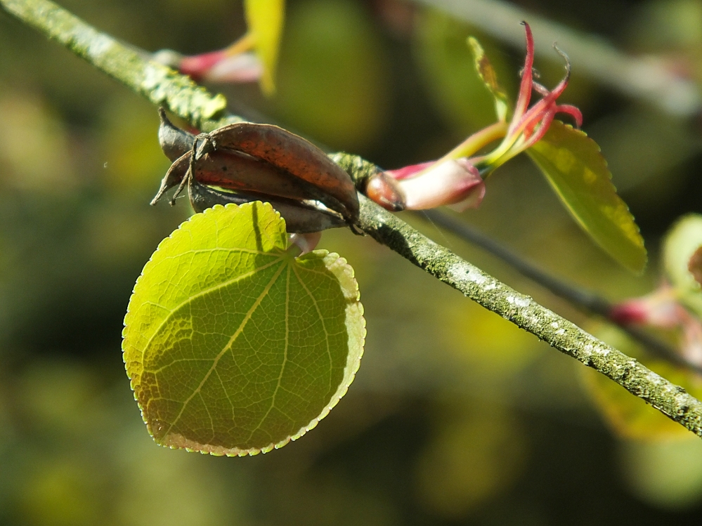 Junges Blatt