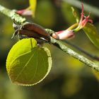 Junges Blatt