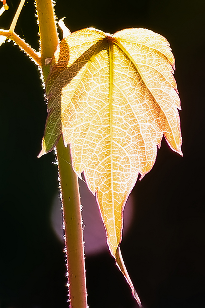 Junges Blatt lichtdurchflutet