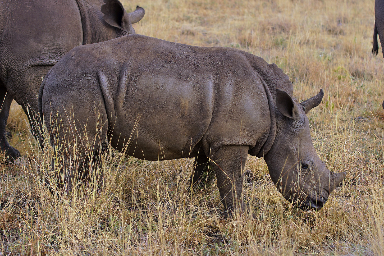 Junges Breitmaulnashorn