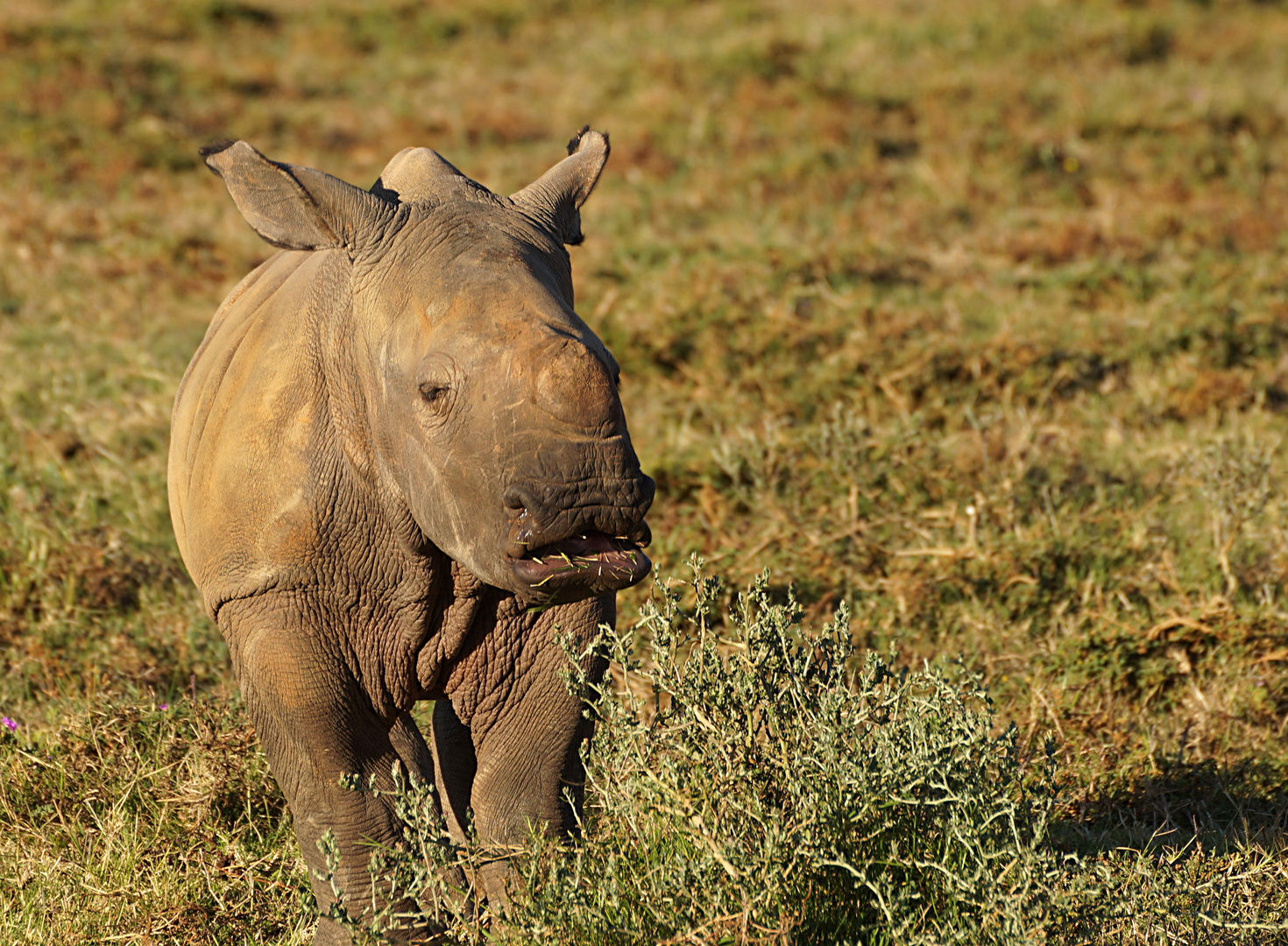 Junges Breitmaulnashorn (Ceratotherium simum)