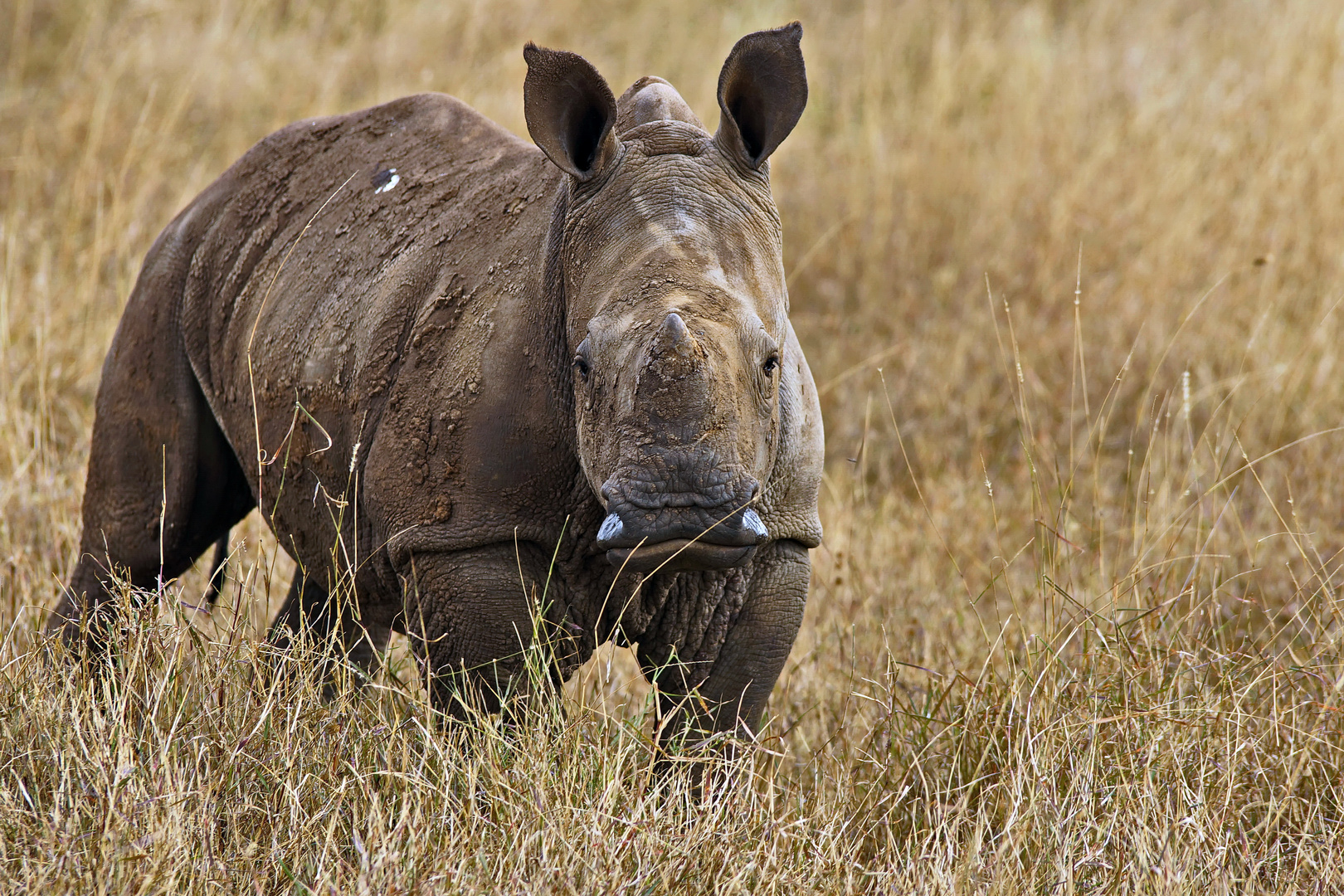 Junges Breitmaulnashorn