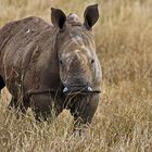 Junges Breitmaulnashorn