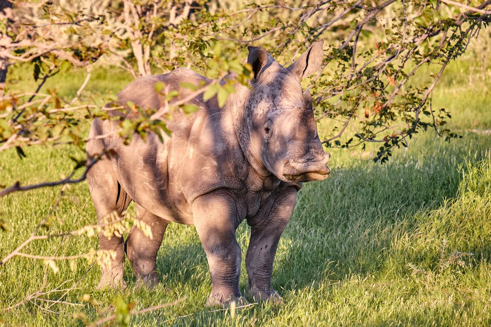 Junges Breitmaulnashorn