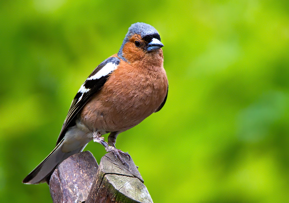 Junges Buchfinkmännchen