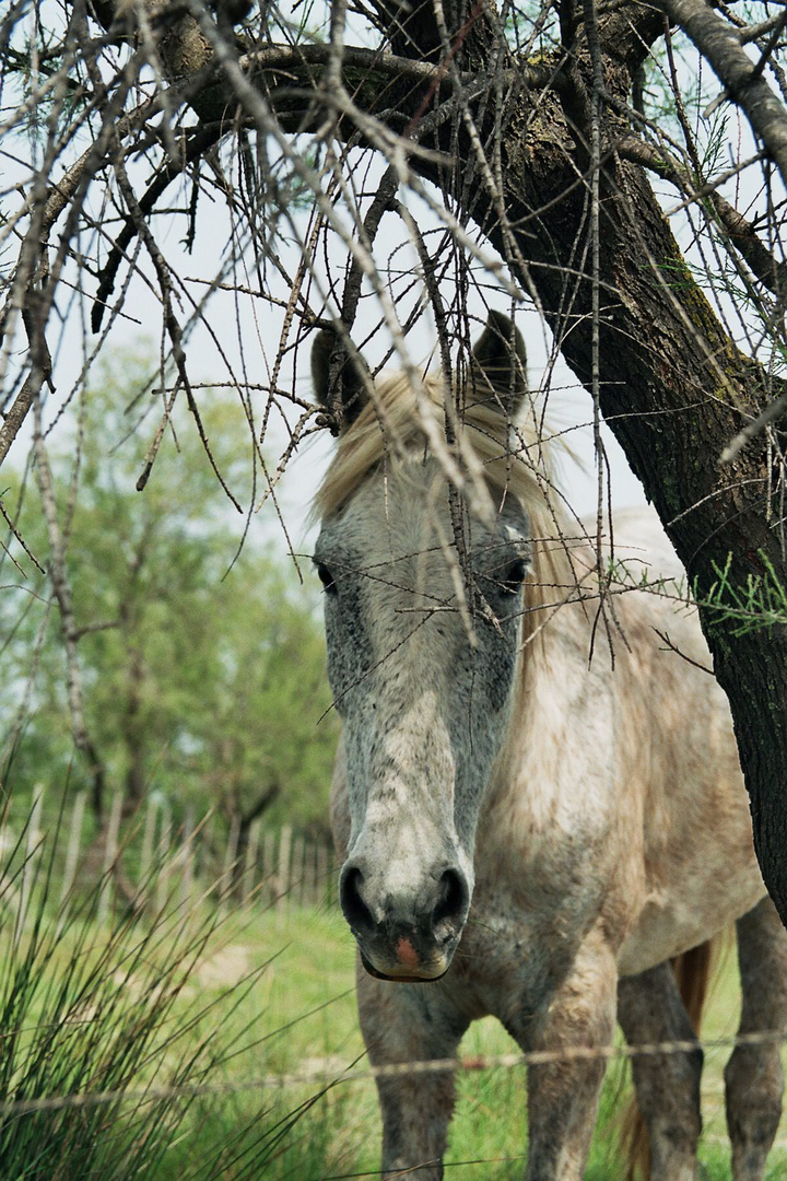 Junges Camargue Pferd