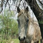 Junges Camargue Pferd