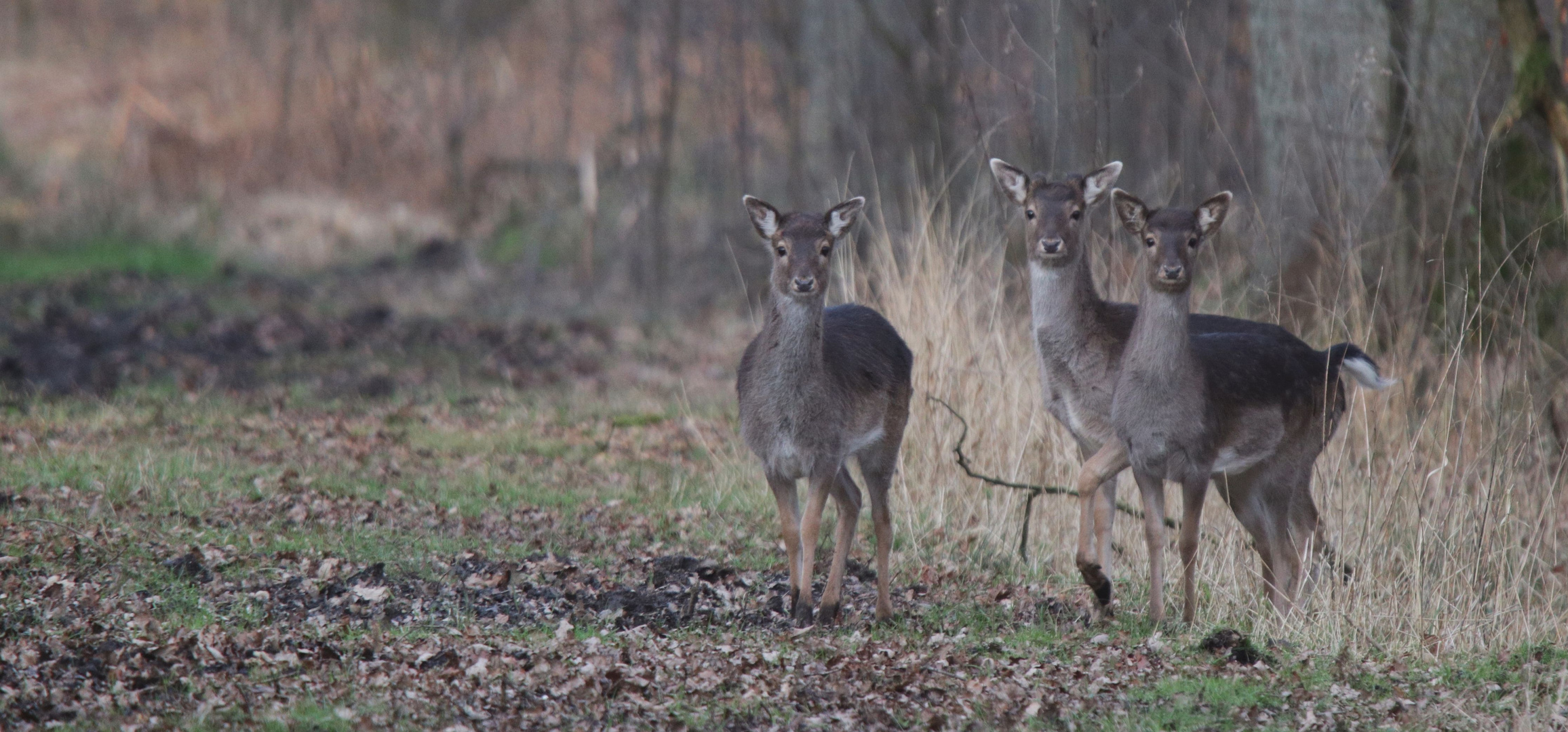 Junges Damwild in der Davert