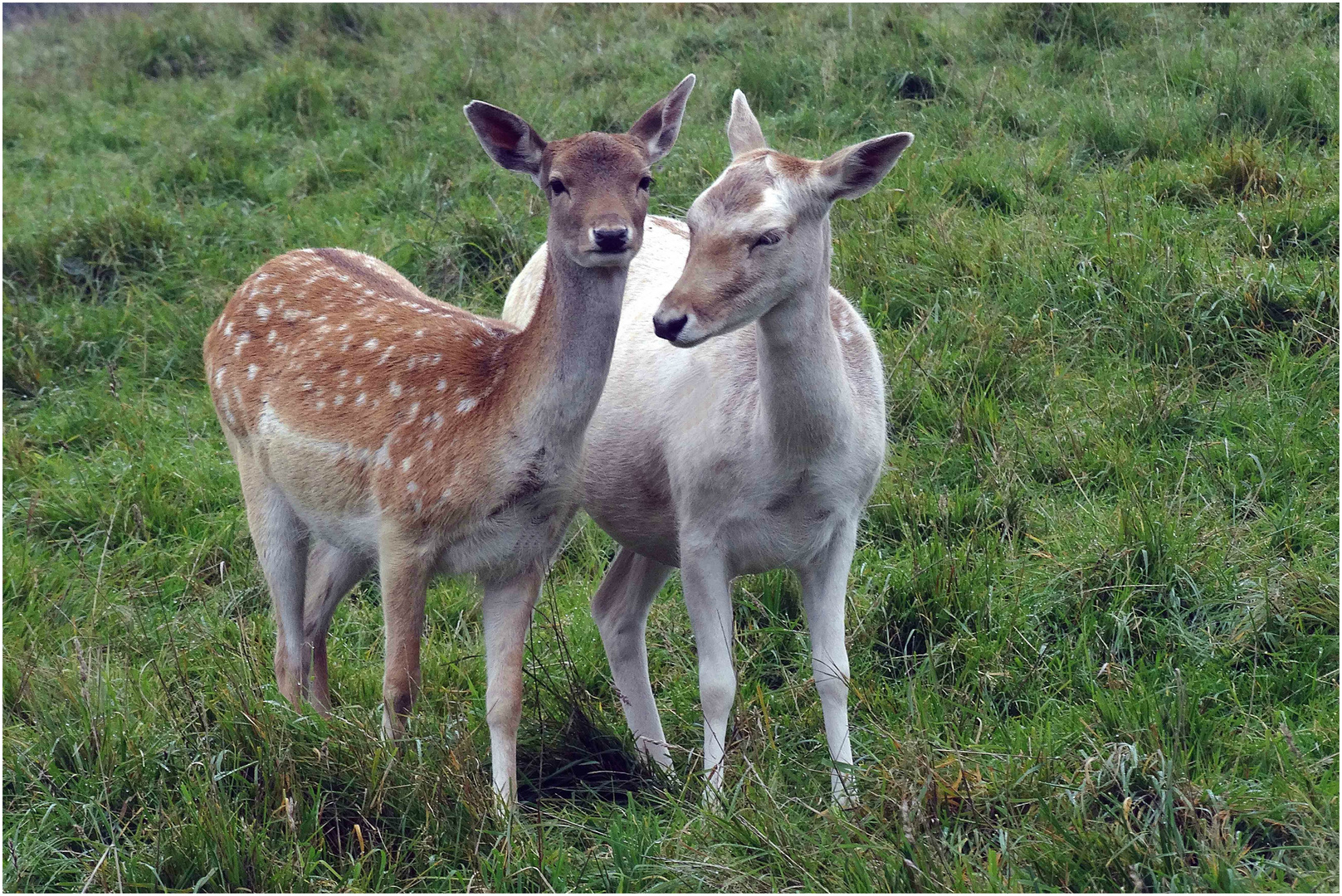 Junges Damwild (Normalfarben und Albino) -Remstecken / Koblenz-