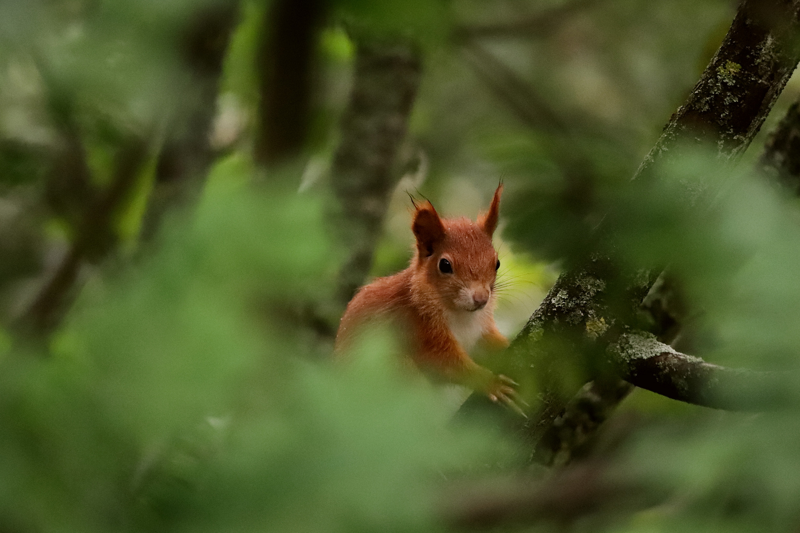 junges Eichhörnchen 1.1