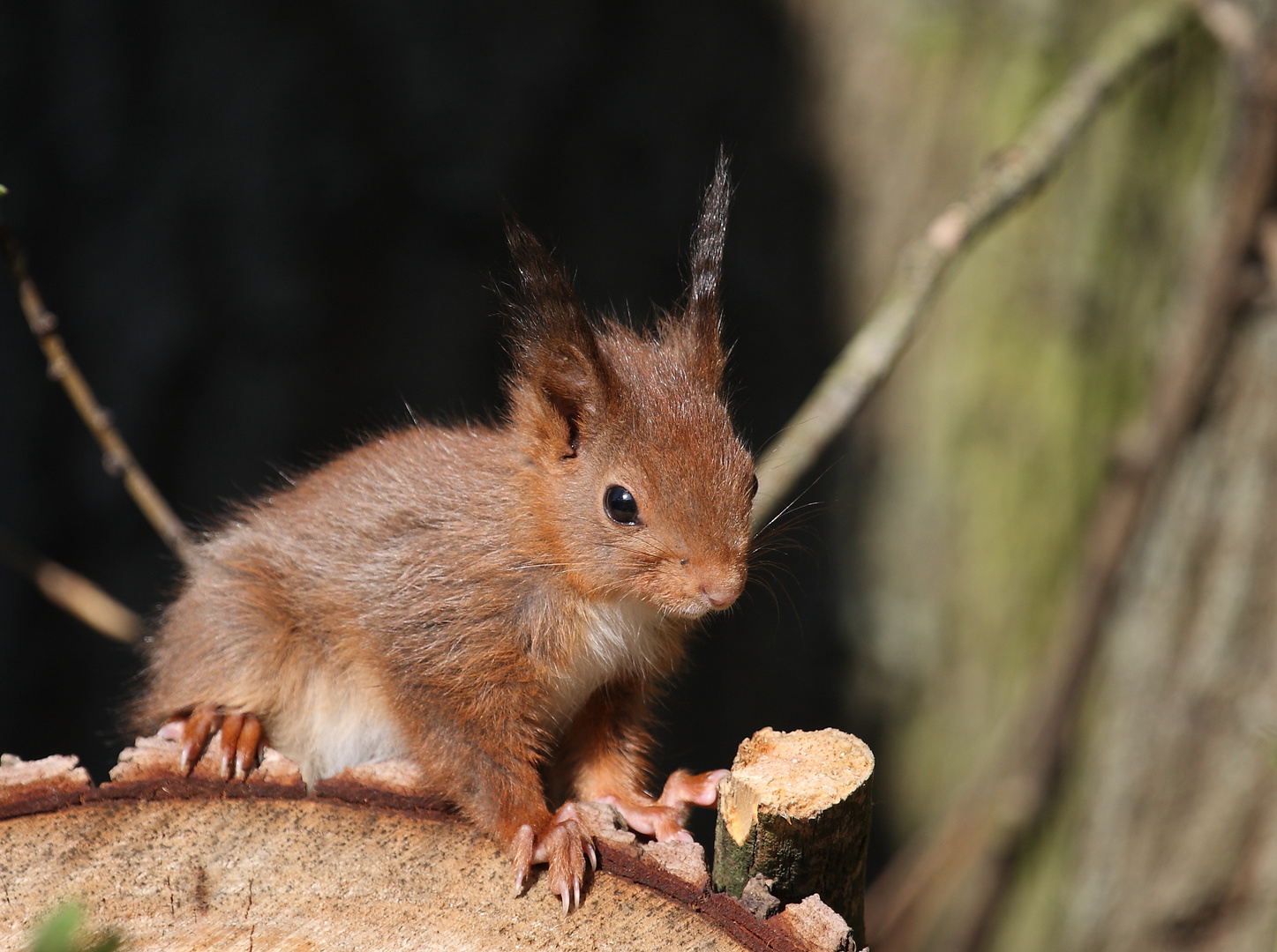 junges Eichhörnchen 2