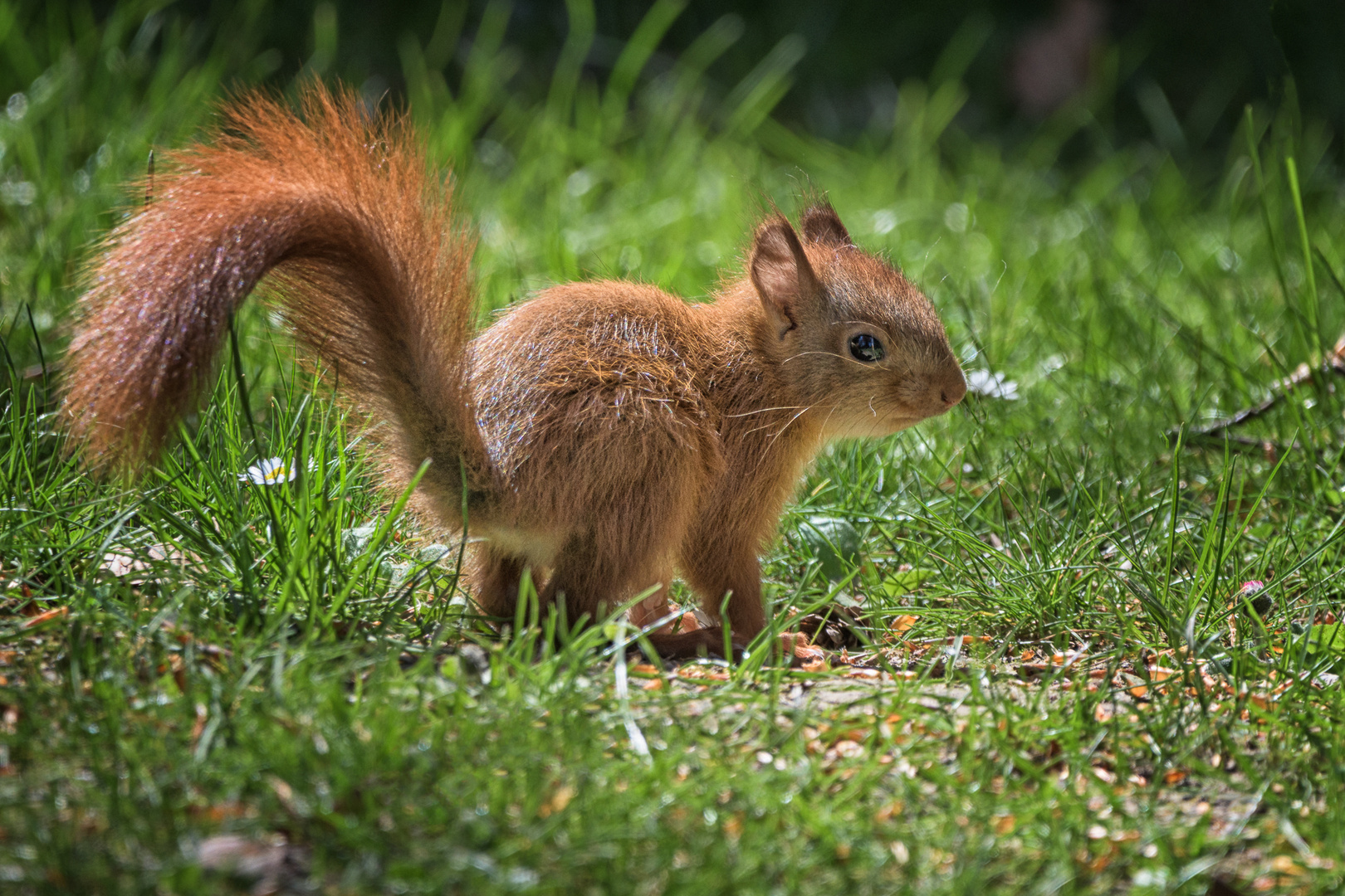 junges Eichhörnchen 