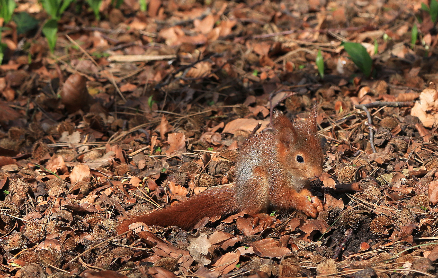 junges eichhörnchen