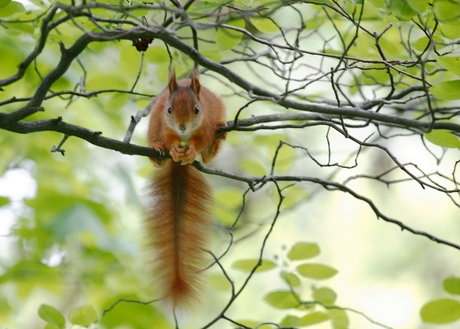 junges Eichhörnchen