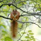 junges Eichhörnchen