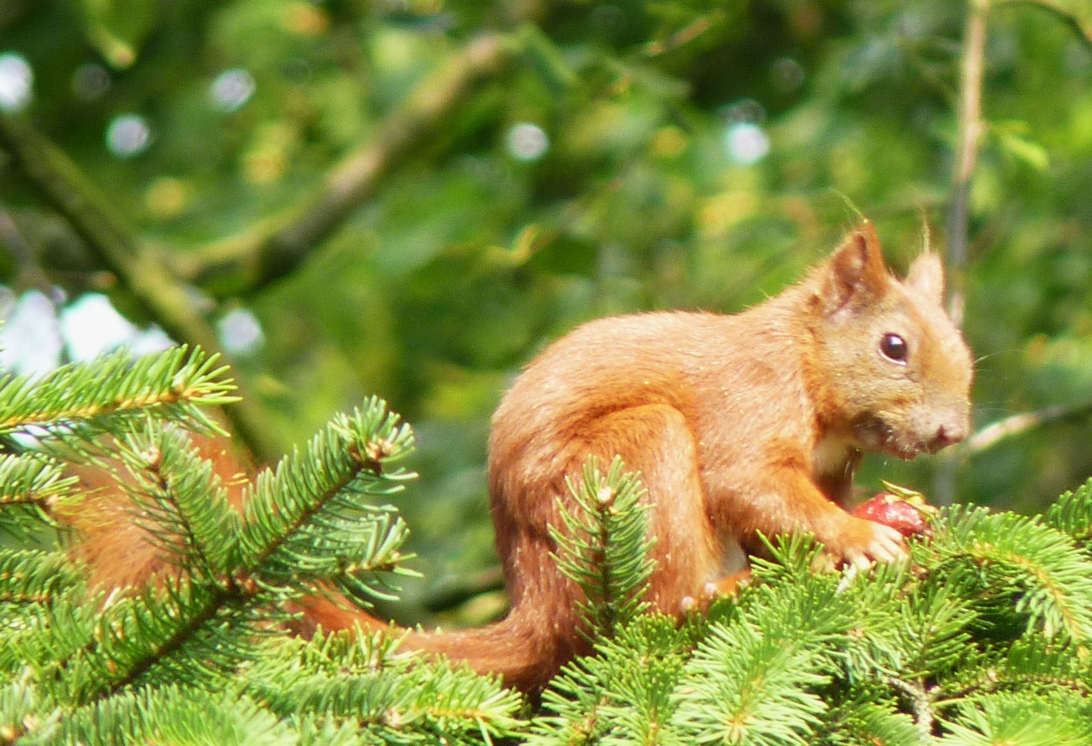 junges eichhörnchen