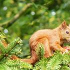 junges eichhörnchen