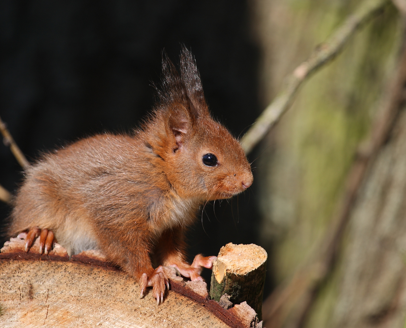 junges Eichhörnchen