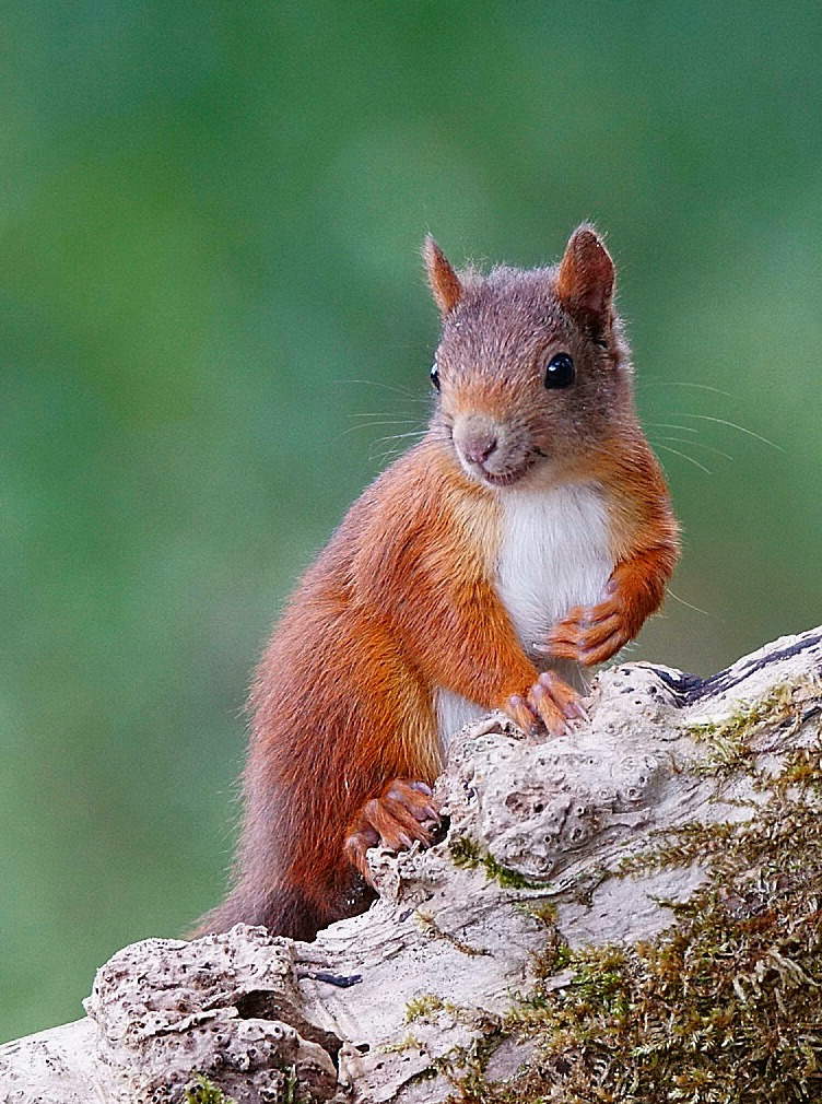 Junges Eichhörnchen. 