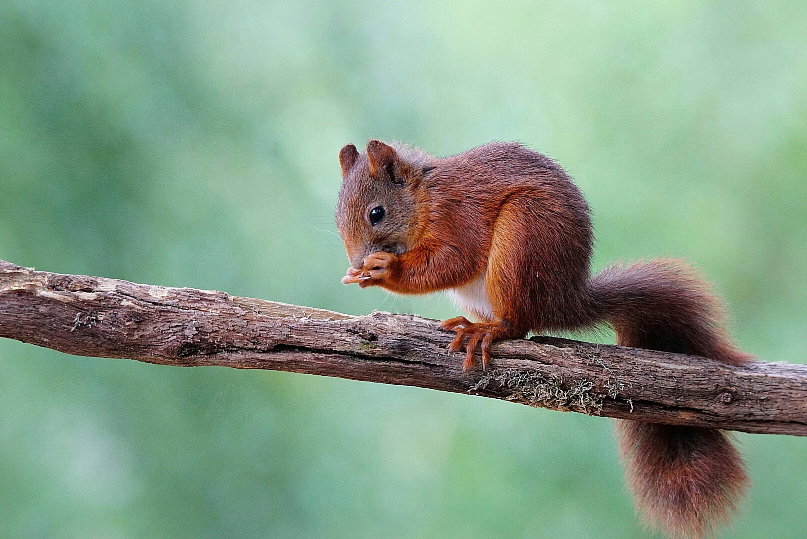 Junges Eichhörnchen. 