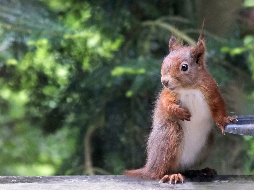 junges Eichhörnchen