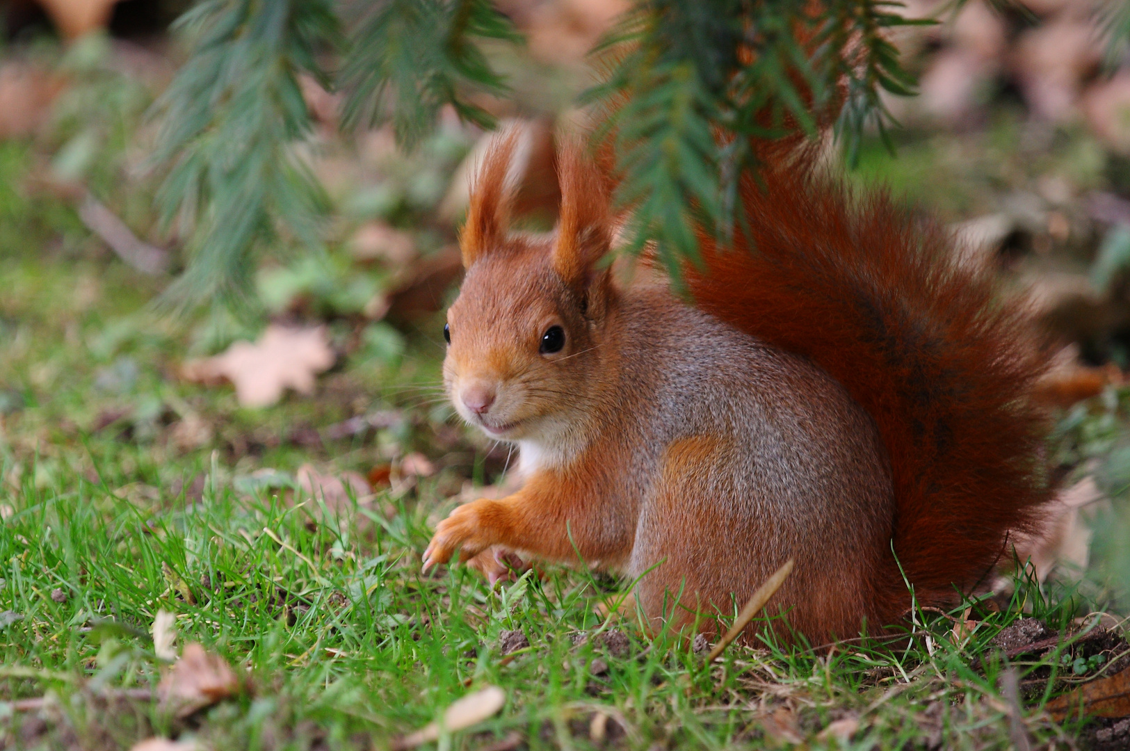 junges Eichhörnchen