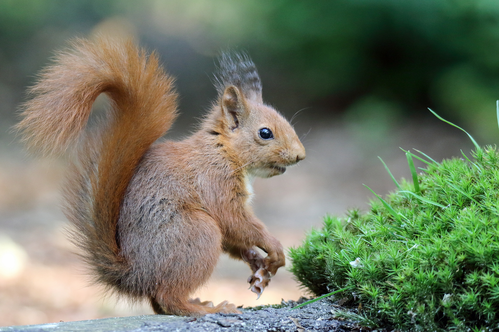 junges Eichhörnchen