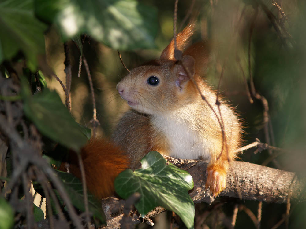 Junges Eichhörnchen