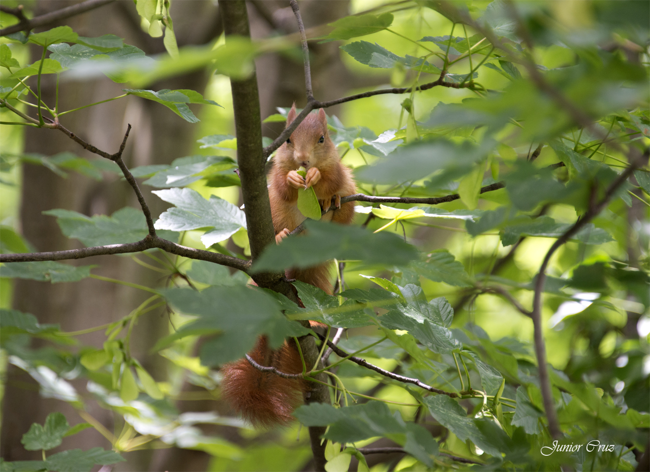 Junges Eichhörnchen