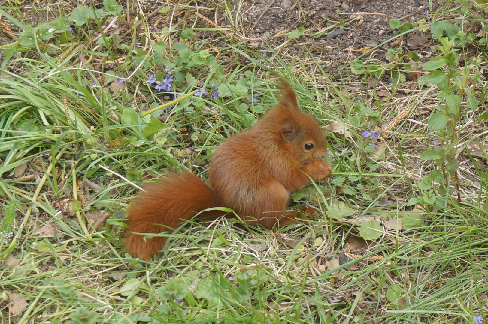 Junges Eichhörnchen 